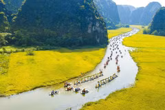 Alluring Tam Coc in ripe rice season