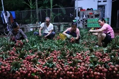 Luc Ngan lychee (Photo: VNA)