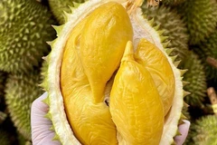 Vietnam earns more than 1.3 billion USD from shipping durian abroad in the first six months of 2024 (Photo: baocongthuong.vn)