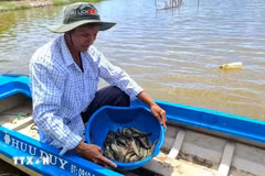 Rice-shrimp cultivation area of Thoi Binh district, Ca Mau province receives Best Aquaculture Practices (BAP) certification of the Global Aquaculture Alliance (Photo: VNA)