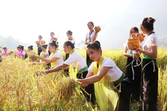 Thai ethnic festival adds flavour to Lai Chau province
