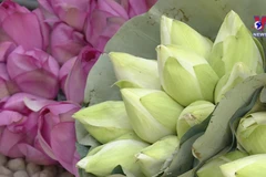West lake lotus tea – a quintessence of Hanoians