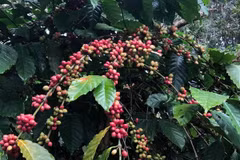 Much room for Vietnam’s coffee export to Japan