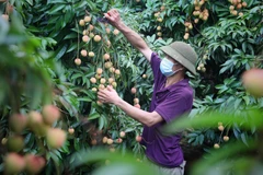 Bac Giang enters major lychee harvest