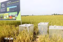 Devices to gauge greenhouse gas emission in an organic rice farming model in Can Tho (Photo: VNA)