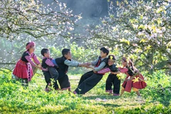 Plum blossoms blanket Moc Chau Plateau in white