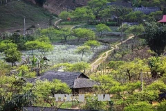 Peaceful and picturesque Moc Chau Plateau