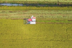 Good signs for Vietnam's rice exports
