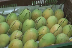 Vietnam 13th largest mango supplier for US
