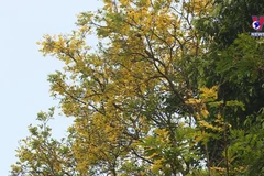 Copperpod flowers blooming on Son Tra Peninsula