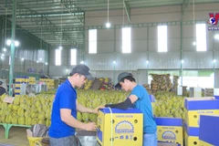 Tapping potential for durian exports to China
