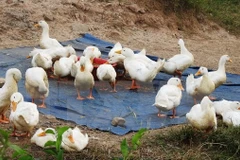 Nghe An province takes action to curb avian flu