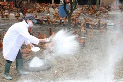 Bird flu outbreaks in neighbouring nations prompt action