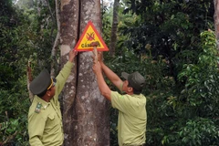 Sustainable forests project launched