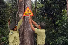 Sustainable forests project launched