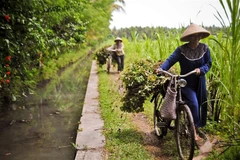 ADB helps Indonesia strengthen food security with 600 million USD loan