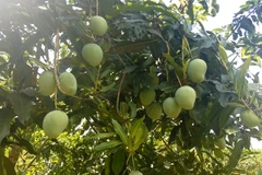 Vietnam’s northern province to export mangoes to Australia 