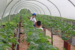 Can Tho, India seek partnership in agriculture, training