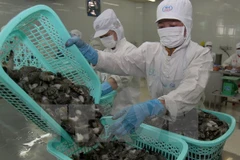 Vietnam urges Australia to remove ban on uncooked shrimp 