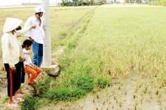 Climate change makes water scarce in dry season in HCM City