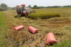 New technology ups rice value in Can Tho