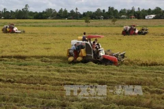 Mekong Delta’s winter-spring rice output falls