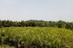 Biologists, residents warn on building paper mill in Quang Ngai