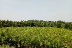 Biologists, residents warn on building paper mill in Quang Ngai