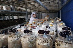  PM prescribes remedies for pharmaceutical sector