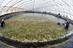 Plan to develop shrimp industry submitted