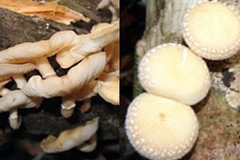 New shiitake mushroom species found in Vietnam