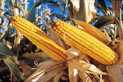 Indonesia plans to halt imports of corn