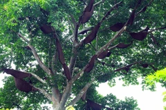 Dien Bien preserves biodiversity