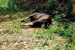Patrols increased in Chu Mom Ray National Park to protect wildlife