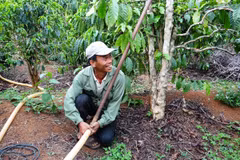 Tien Giang shifts to growing fruit trees with high value