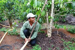 Tien Giang shifts to growing fruit trees with high value