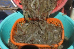 Dong Thap wants no white-leg shrimp farming in freshwater areas