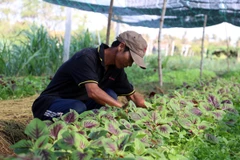 Ben Tre targets 2 percent growth in agro-forestry-fishery in 2017