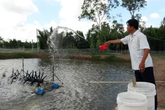 White-leg shrimp farming’s profits lower than tiger prawn