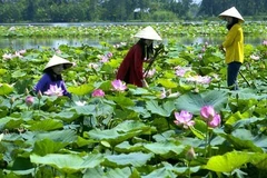Farmers make ecotourism boom in Dong Thap