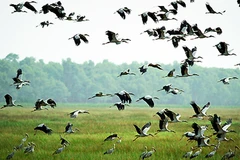 Mekong Delta localities enjoy strong tourism growth