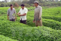 Japanese firms eye organic agriculture in An Giang 