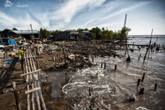 Ca Mau loses nearly 450ha of coastal land each year 