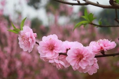 Vietnamese in Canada welcome traditional Lunar New Year