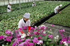 Lawmakers urge strong boost to fruit & vegie export, logistics sector