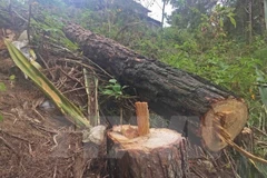 Dak Nong official held for violating forest regulations