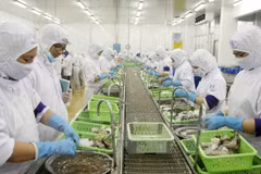 Ca Mau moves to expand shrimp export market 
