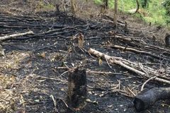 Forests destroyed in northern Dien Bien province