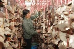 Vietnamese, Lao provinces implement hi-tech agriculture project