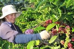 Vietnam targets sustainable agricultural value chain: Minister